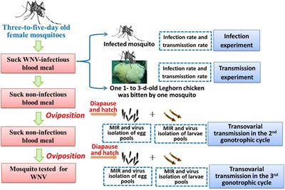 The Potential Vector Competence and Overwintering of West Nile Virus in Vector Aedes Albopictus in China